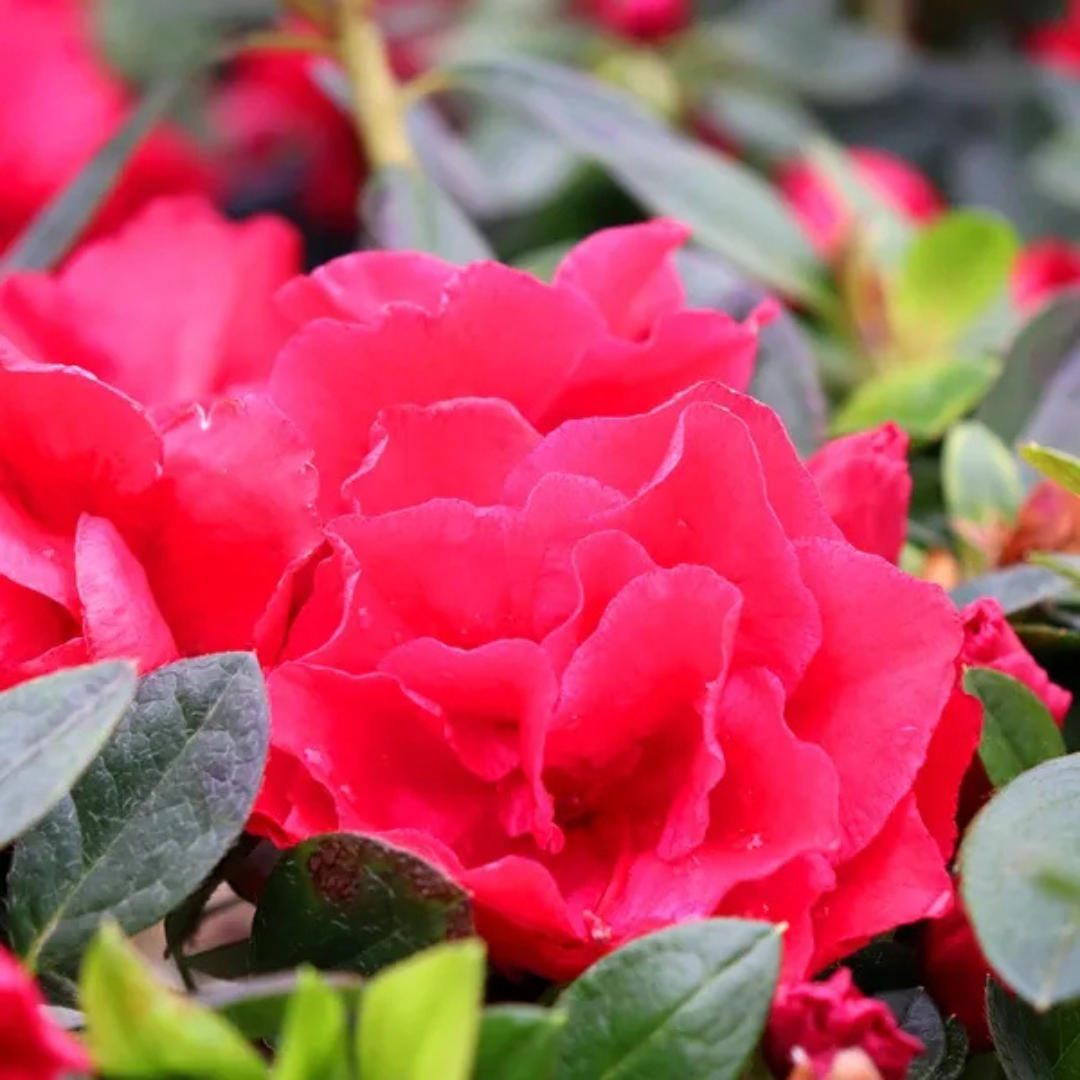 Azalea Super Red
