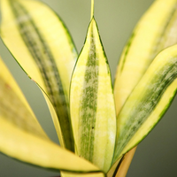 Sansevieria Gold Dust (Potted)