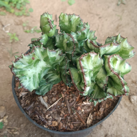 Variegated Euphorbia Lactea Cristata Cactus (Big Size)