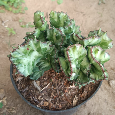 Variegated Euphorbia Lactea Cristata Cactus (Big Size)