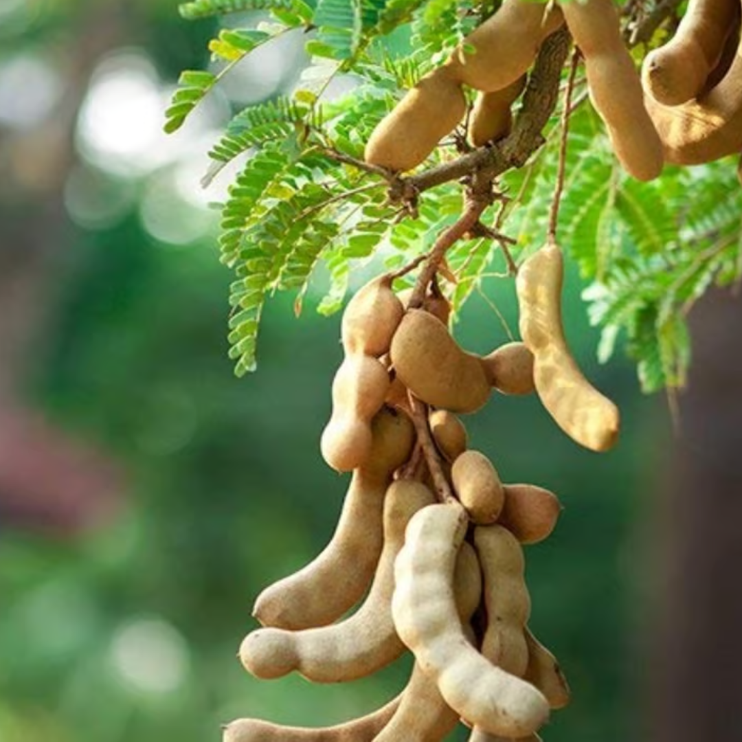 Sweet Imli (Tamarind) Grafted Tree