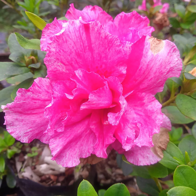 Azalea Belgian Pink (Double Flower) Plant