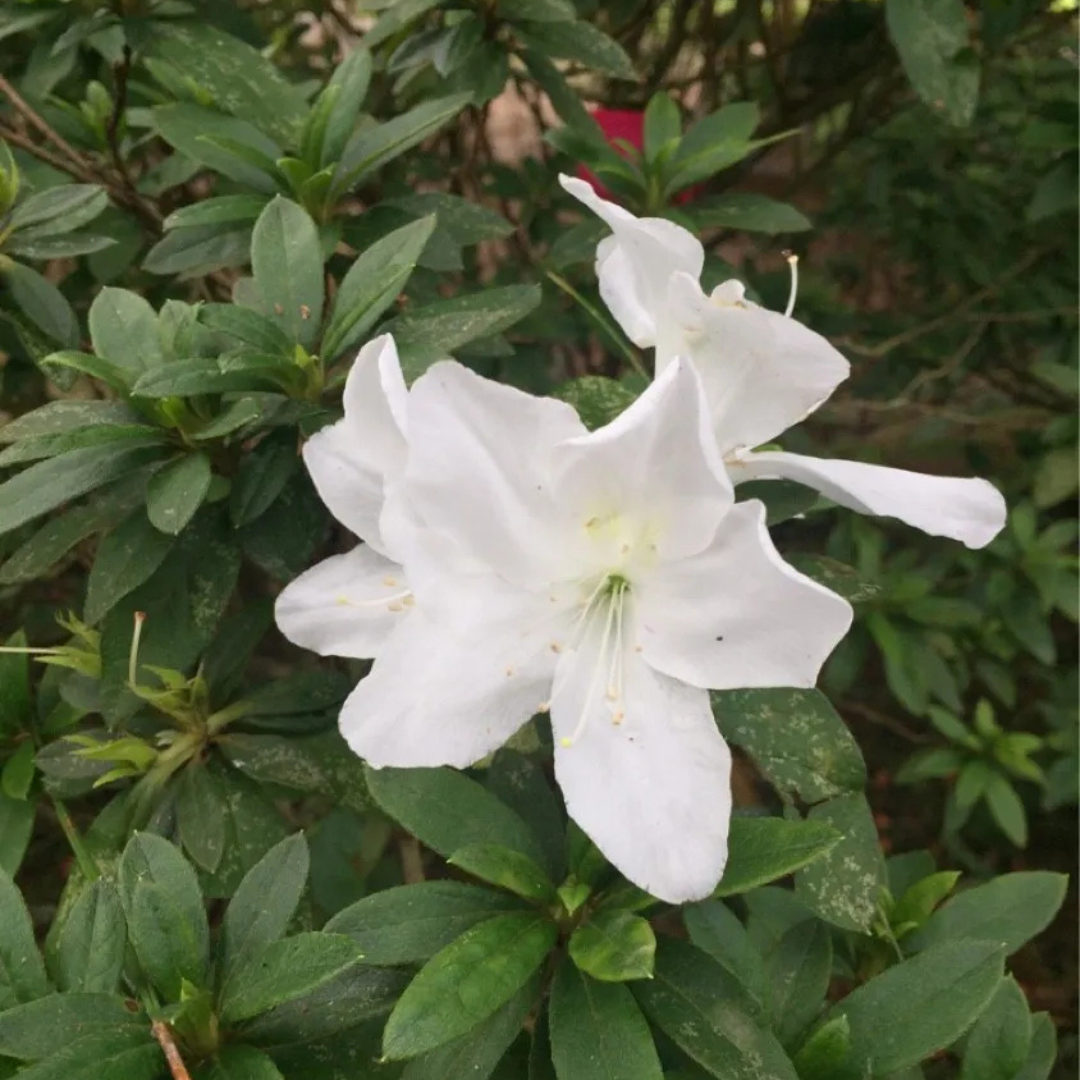 Azalea White Flower