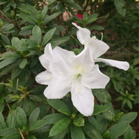 Azalea White Flower