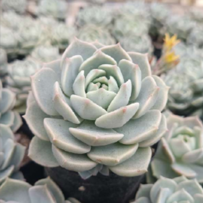 Graptoveria Titubans (Bare Rooted)