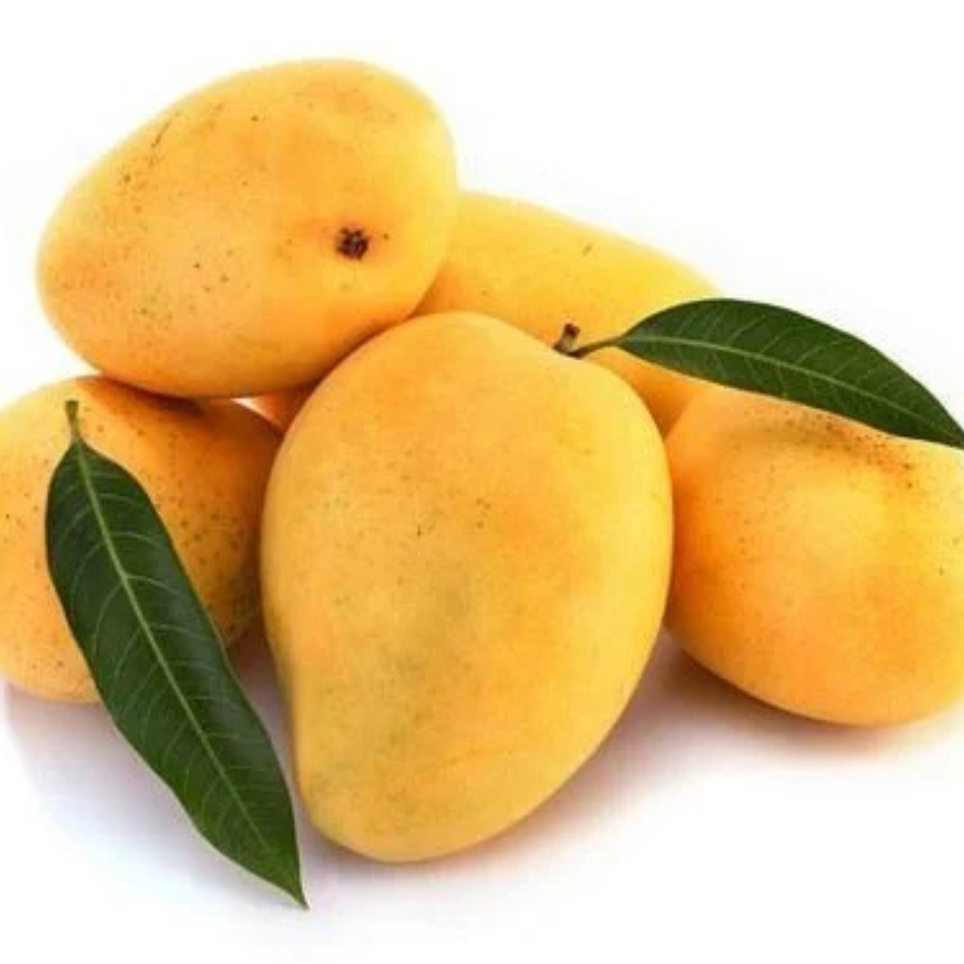 Kesar Mango Grafted Plant