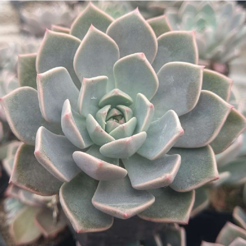 Echeveria Arctic Ice Hybrid (Bare Rooted)