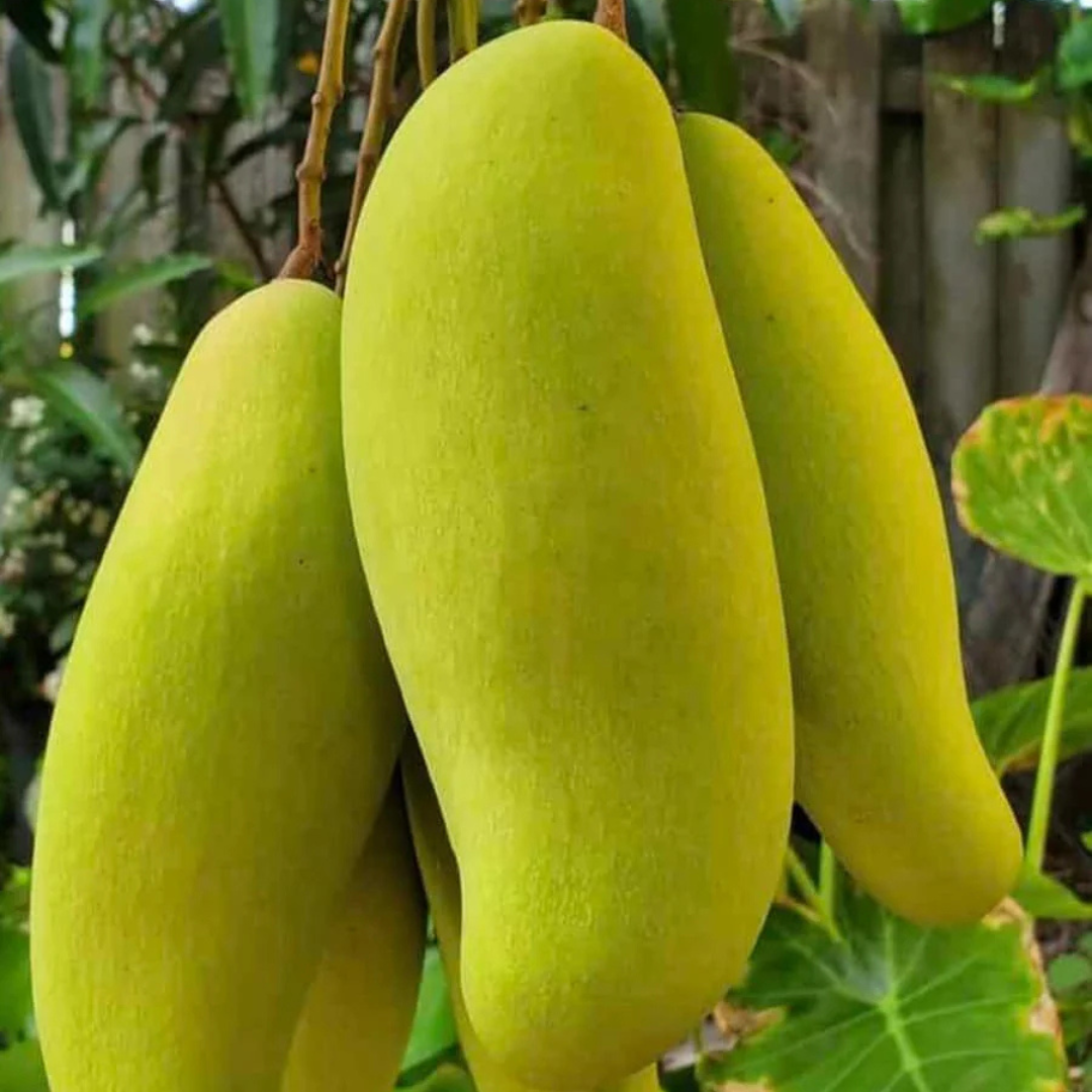 Banana Mango Grafted Tree