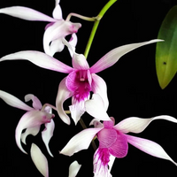 Dendrobium Karok White (Blooming Size)