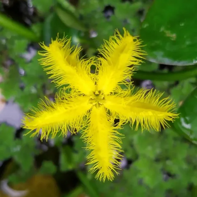 Yellow Water Snowflake