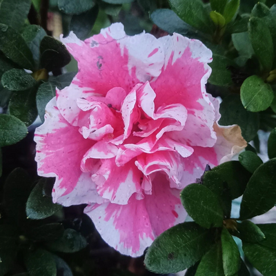 Azalea California Doll (Double Flower) Plant
