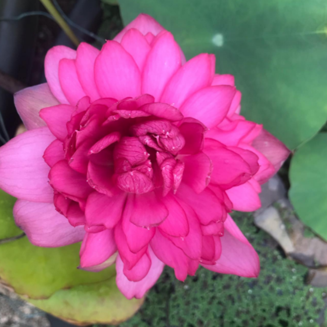 Namo Lotus Tuber