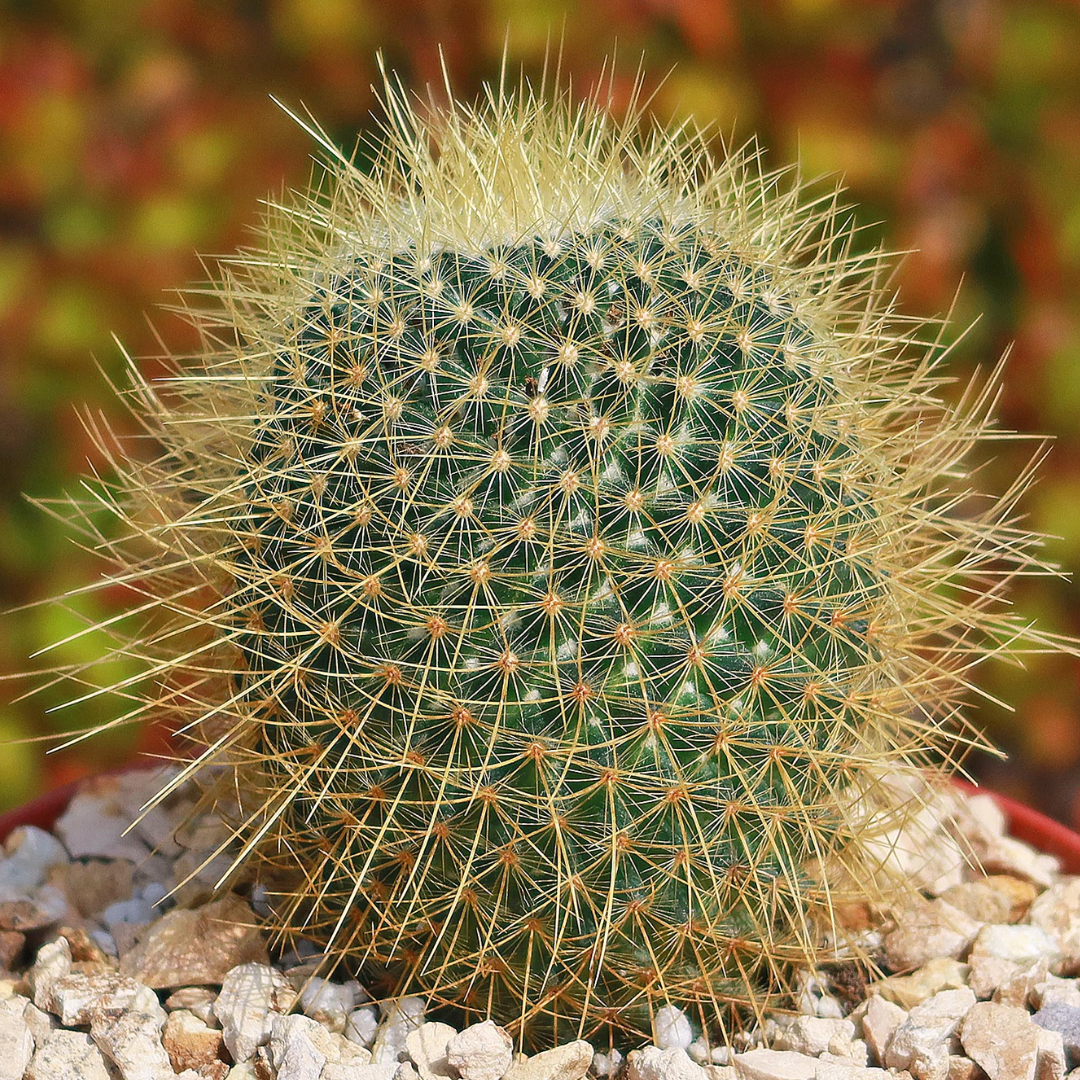 Mammillaria Pringlei Cactus (Bare Rooted)