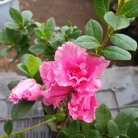 Azalea Hot Pink