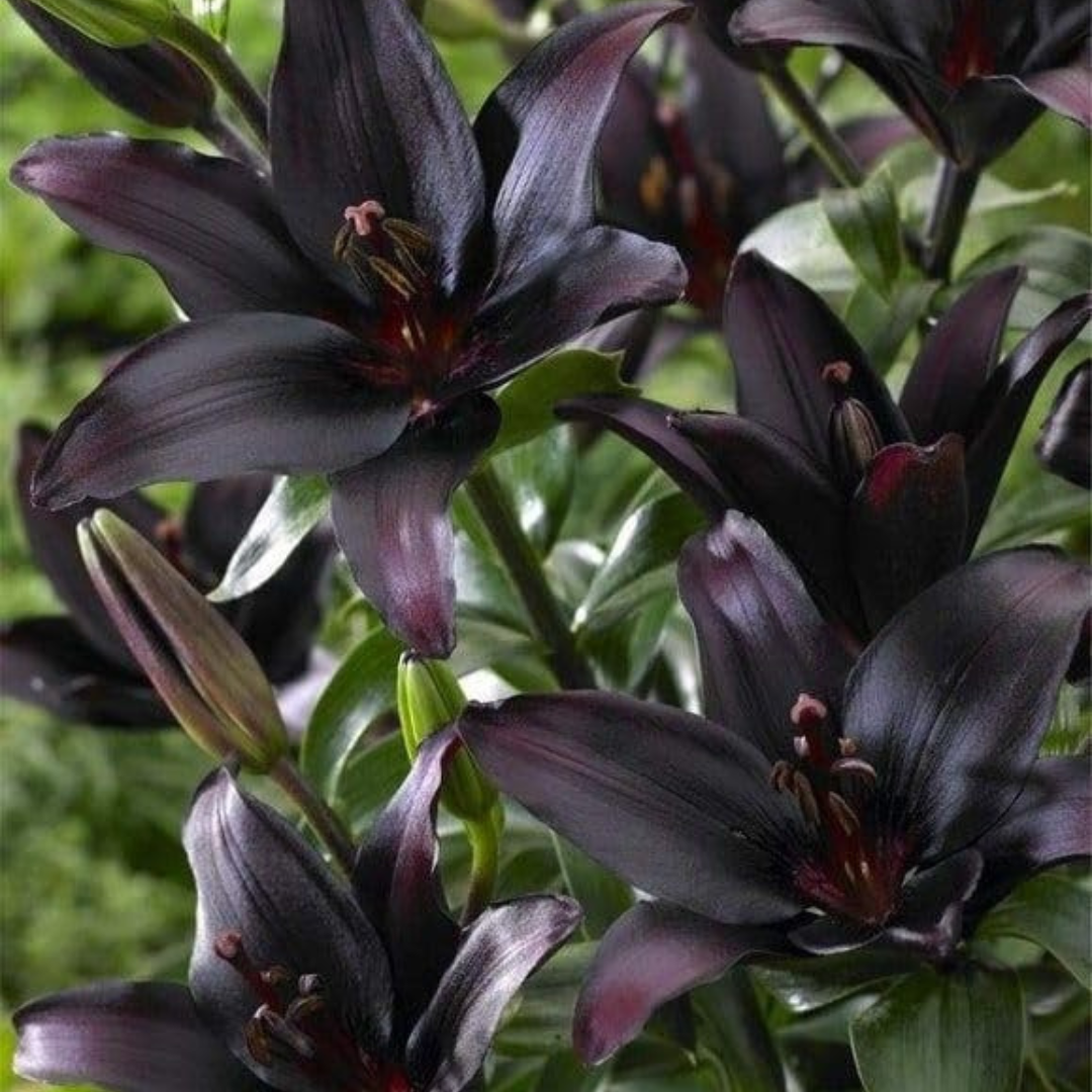 Asiatic Lily - Black Flower Bulbs (Rare)
