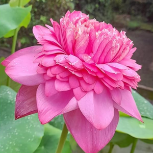 Lakshmi Lotus Tuber