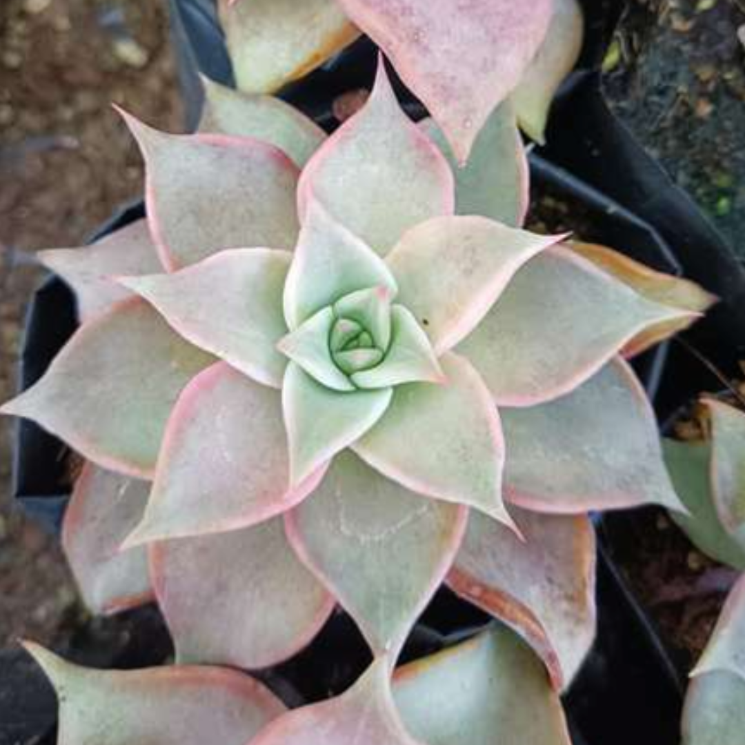 Echeveria Korean Madiba (Bare Rooted)