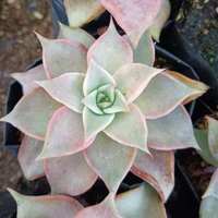 Echeveria Korean Madiba (Bare Rooted)