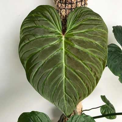 Philodendron Majestic