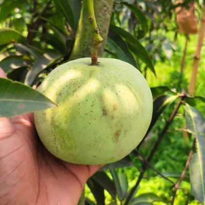 Jambura Mango Grafted Tree