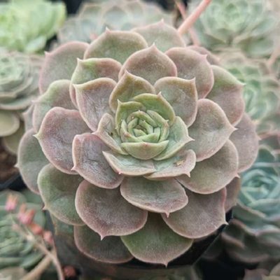 Echeveria Onslow