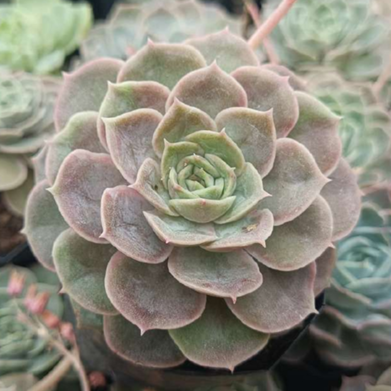 Echeveria Onslow