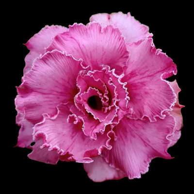 Adenium Rosy - Super Pink Bare Rooted Plant (Grafted)