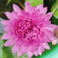Mukda Tropical Waterlily
