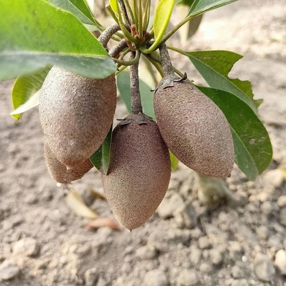 Long Chiku Grafted Tree