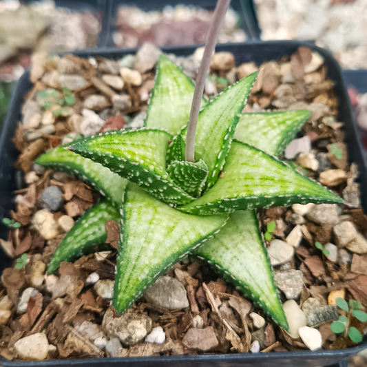 Rare Haworthia Kintaikyo X Wooleyi Seed Grown (Bare Rooted)