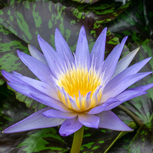 Star Of Siam Tropical Waterlily
