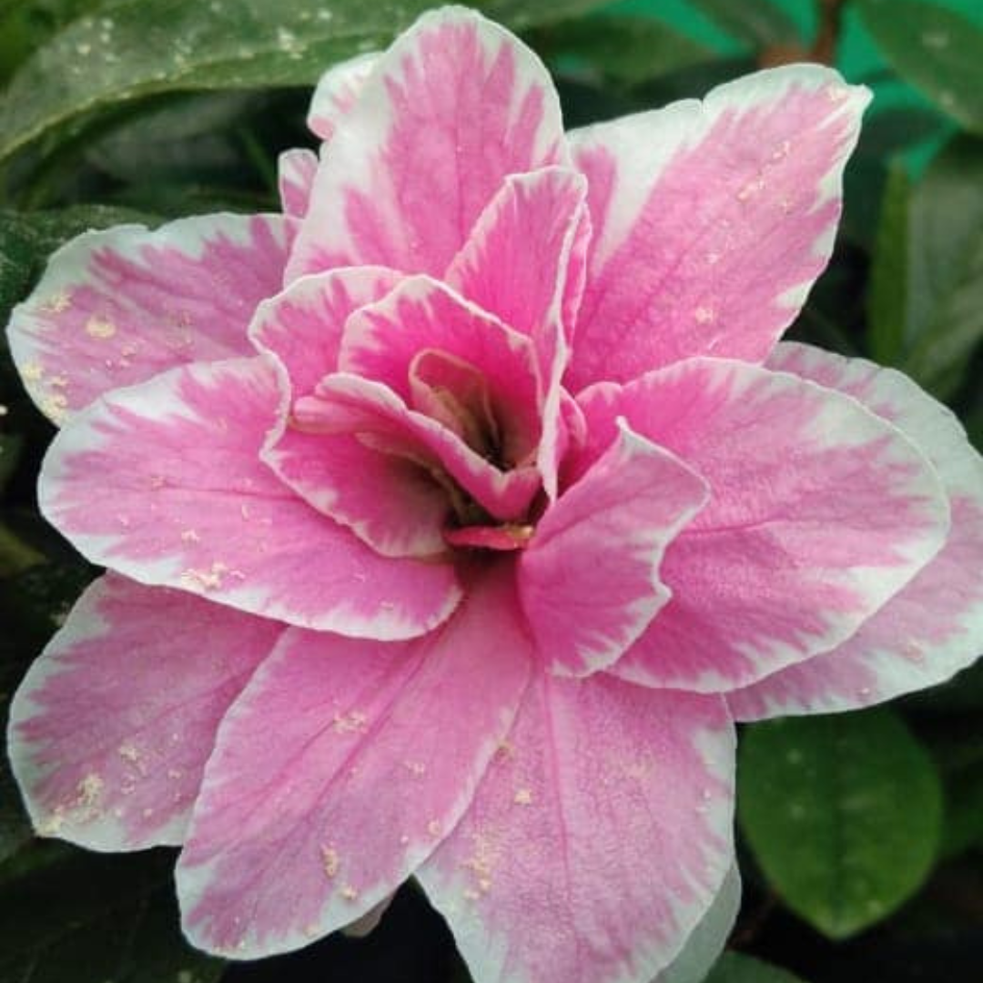 Azalea Lady Love