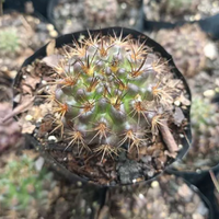 Neoporteria Eryosis Cactus (Bare Rooted)