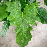 Philodendron Golden Dragon