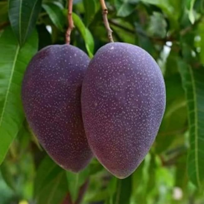 Black Kasturi Mango Grafted Tree