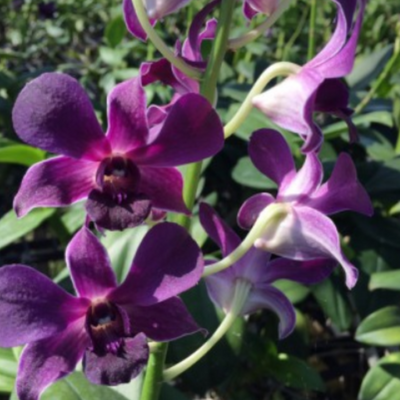 Dendrobium Foxtail x Trudy Brandt (Blooming Size)