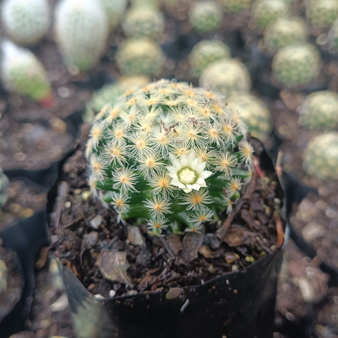 Mammillaria Roemeri Cactus (Bare Rooted)