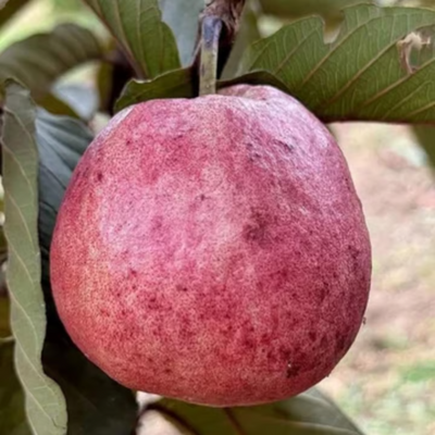 Black Diamond Guava Grafted Tree