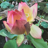 Colorful Brocade Lotus Tuber