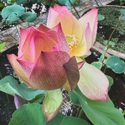 Colorful Brocade Lotus Tuber