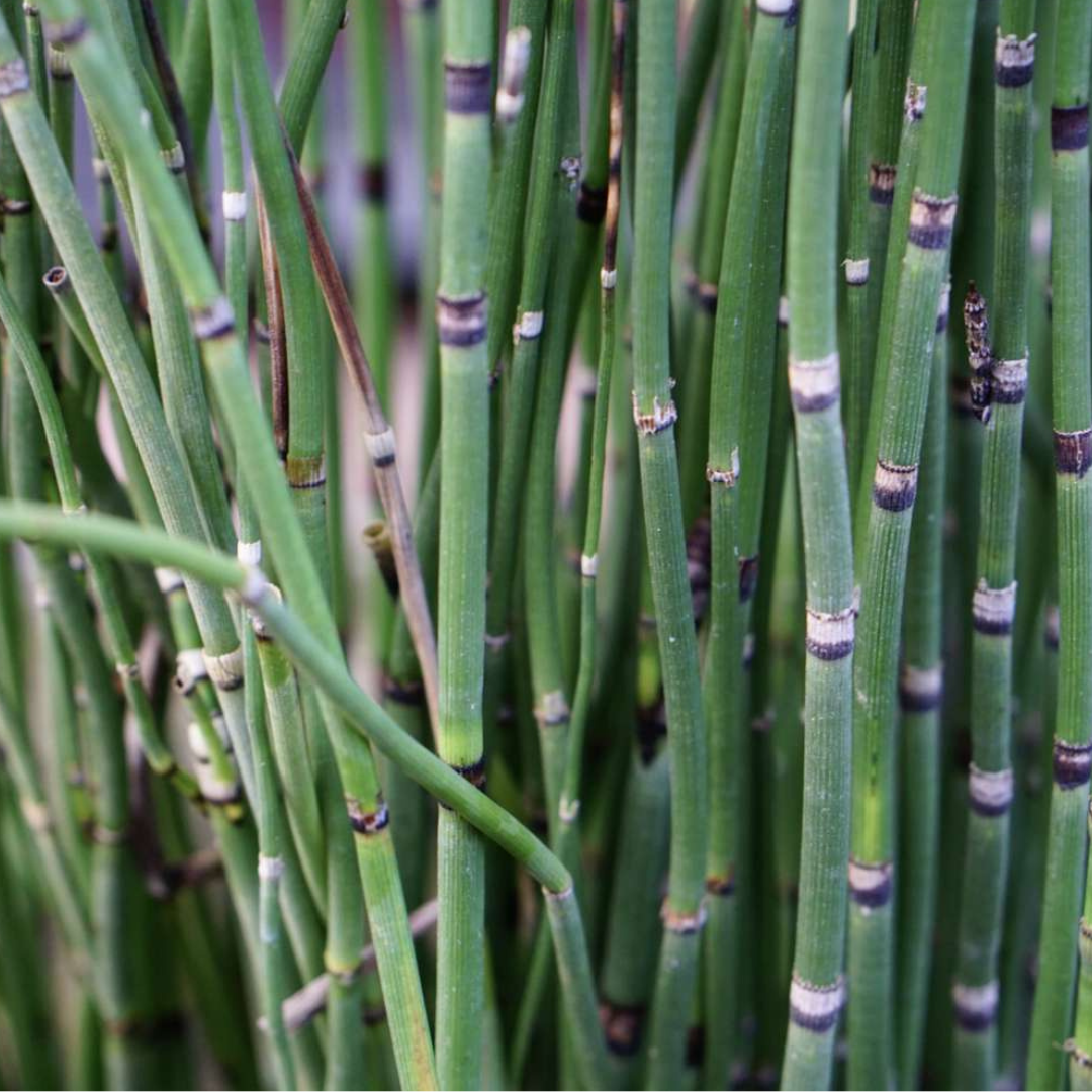Horsetail (Bamboo Plant)
