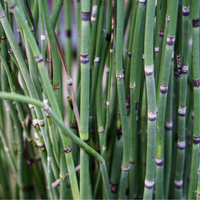 Horsetail (Bamboo Plant)