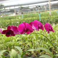 Dendrobium Super Nova (Near Blooming Size)