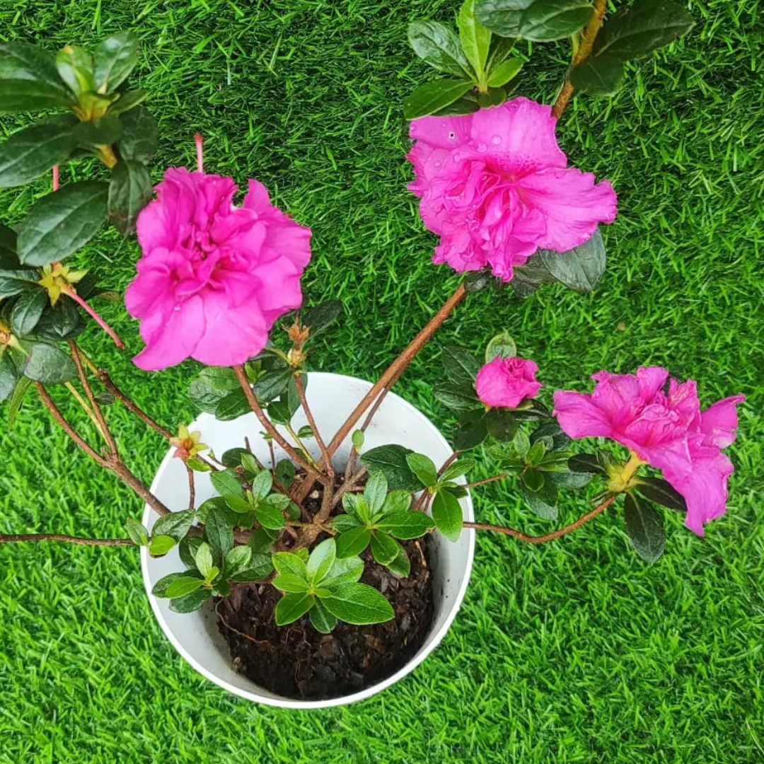 Azalea Australian Light Purple (Double Flower) Plant