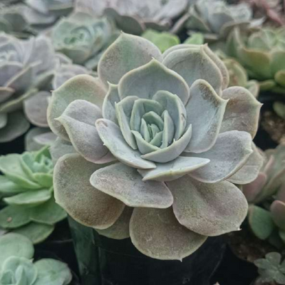 Echeveria Blue Surprise (Bare Rooted)