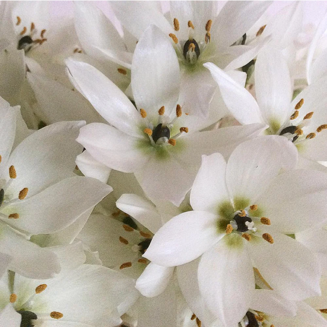 Ornithogalum Chincherinchee Bulbs – White Color