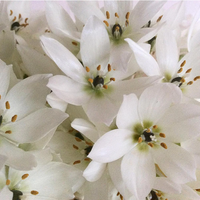 Ornithogalum Chincherinchee Bulbs – White Color