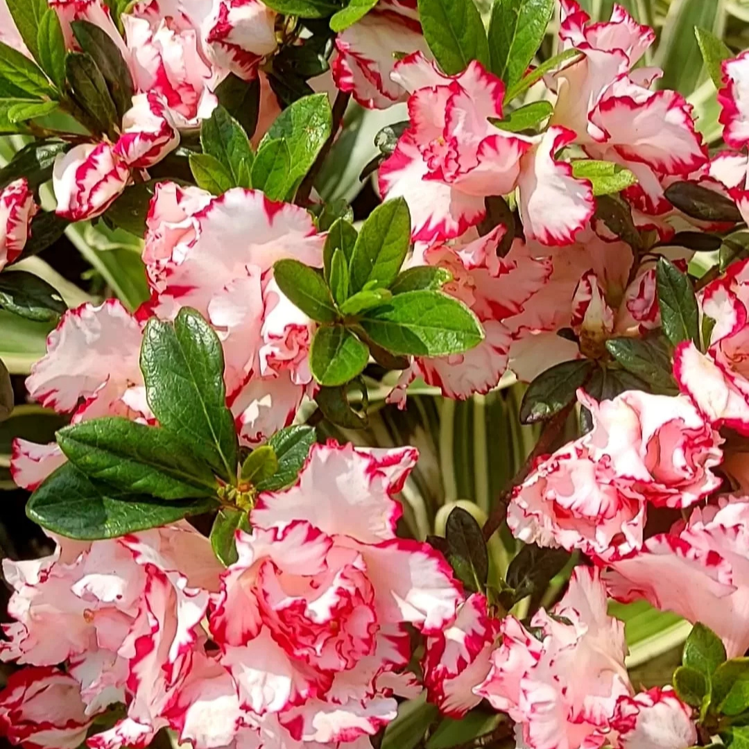 Azalea Day Spring (Double Flower) Plant