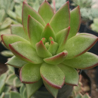 Echeveria Agavoids (Bare Rooted)