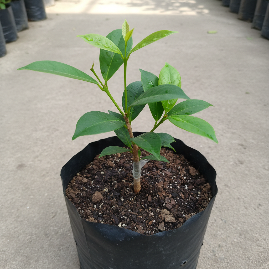 Lemon Vine Plant | Plant Store